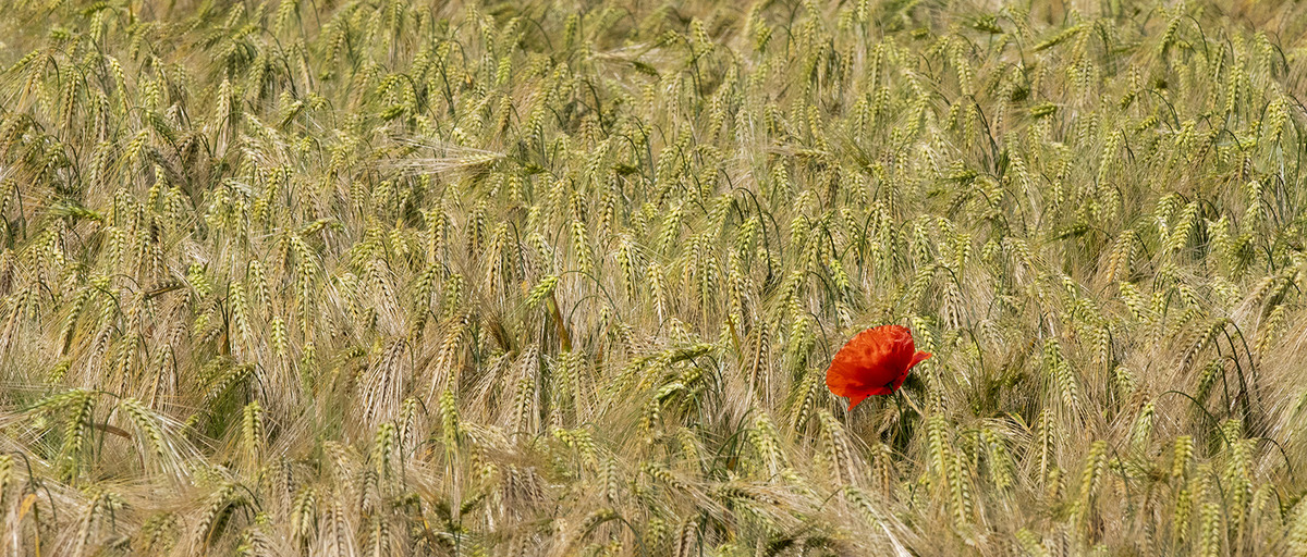 Poppy in the barley - John Laverock